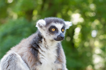 Ring tailed lemur (lemur catta)