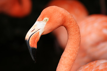 Flamant rose