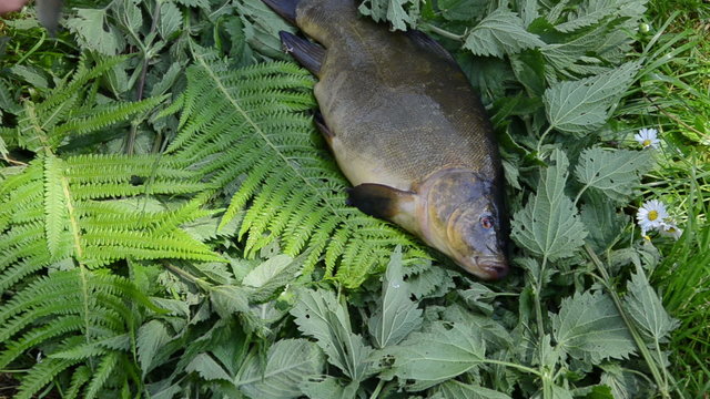 hand placed the big fish tench perch next to small fish