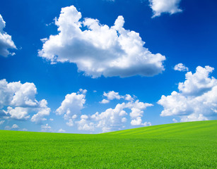 Fototapeta premium Field