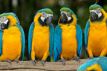 parrot bird © Pakhnyushchyy