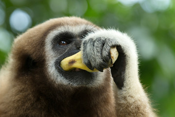 gibbon