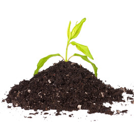 Green plant.