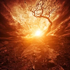 Raamstickers Dramatic sunset over old lonely tree © Nejron Photo