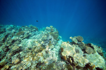 Fototapeta na wymiar Corals at Bodufinolhu (Fun Island) House Reef, Maldives