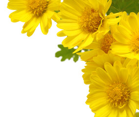 yellow flowers isolated