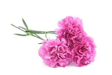 Pink carnations