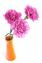 Obraz premium Pink carnations