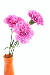 Pink carnations