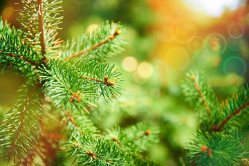 Background of spruce branches