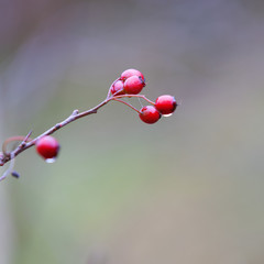 Wild berries background