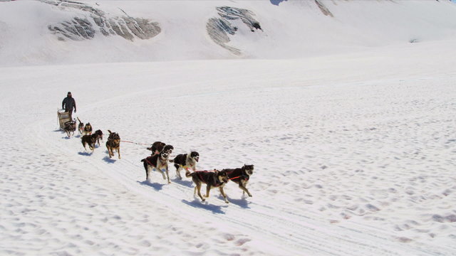 Aerial view team of Alaskan Husky dogsledding, USA