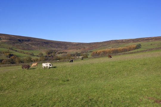 farndale cows