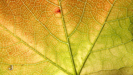Grapes Leaf Background Macro