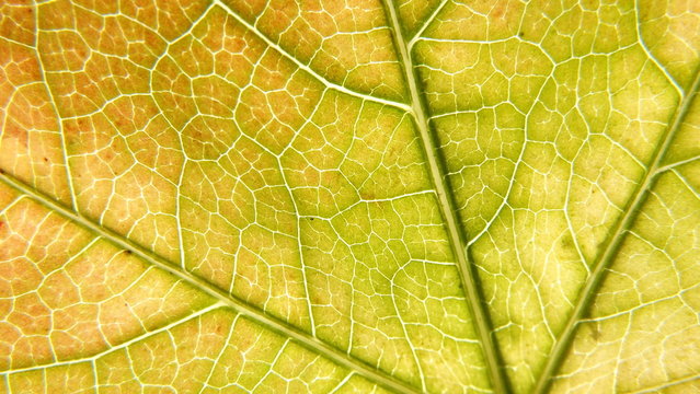 Grapes Leaf Background Macro