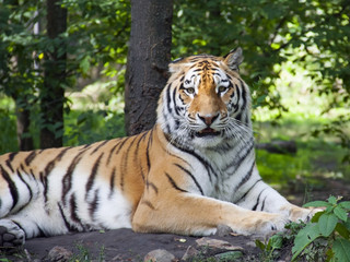 Fototapeta na wymiar Tygrys syberyjski lub amur (Panthera tigris altaica)