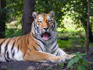 Siberian or amur tiger (Panthera tigris altaica) - obrazy, fototapety, plakaty