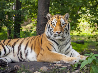Obraz premium Tygrys syberyjski lub amurski (Panthera tigris altaica)