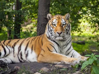 Door stickers Tiger Siberian or amur tiger (Panthera tigris altaica)