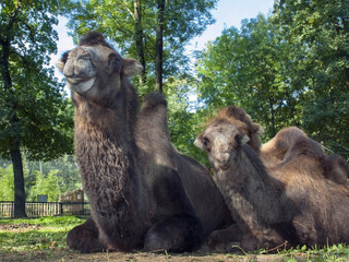 Bactrian camel (Camelus bactrianus) mother and son