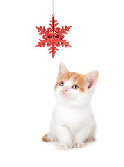 Cute Kitten Playing with a Christmas Ornament on White