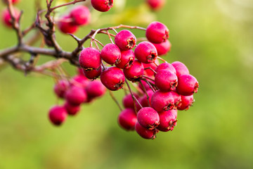 Mature  hawthorn berries