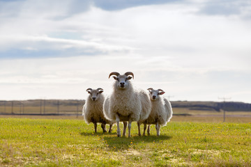 Fototapeta premium Meadow with flock of sheeps