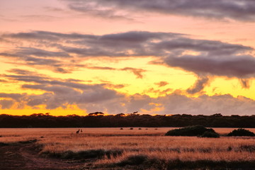Fototapeta premium Nullarbor Plain, Australia