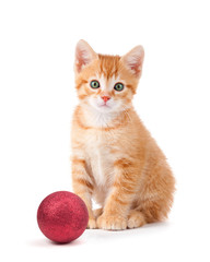 Cute orange kitten with large paws sitting next to a Christmas O