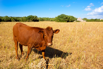 Menorca brown cow grazing in golden field near Ciutadella