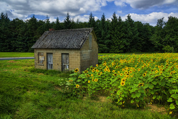 Obraz premium The old house in the field of sunflowers