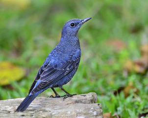 Beautiful Blue Bird, Blue Rock Thrush, Monticola solitarius