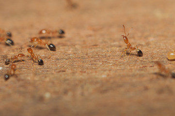 Ant (Lasius niger) resquing larva