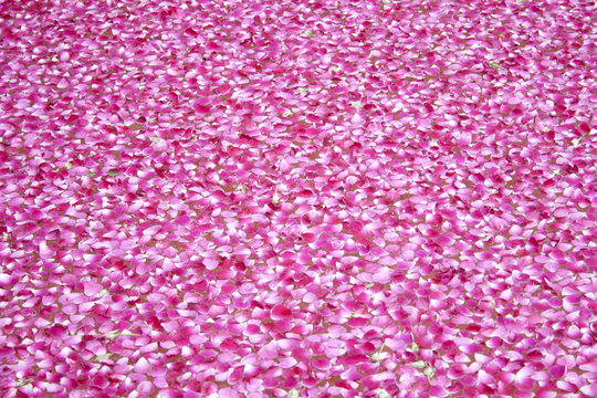 Pink Rose Leaf