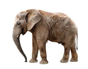 Fototapeta na wymiar Słoń afrykański samodzielnie na biały