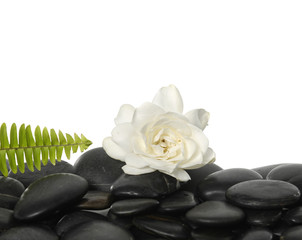 white gardenia flowers with green fern on pebbles