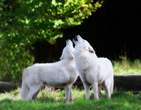 the white wolf