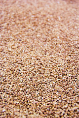 Buckwheat