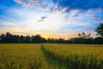 Obraz premium sunset and rice field