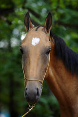 Akhal-Teke horse, "golden" buckskin stallion