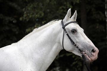 Obraz na płótnie Canvas White stallion horse andalusian BW