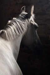 Pure spanish Andalusian horse , PRE, with a cropped mane