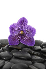 Fototapeta na wymiar pink beautiful orchid on pebble