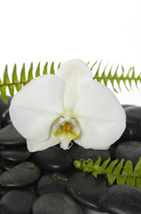 green fern with white orchid on wet stones