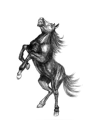 Naklejka premium horse sketch