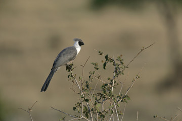 Bare faced go away bird, Corythaixoides personata