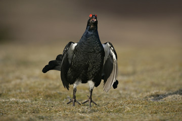 Black grouse, Tetrao tetrix
