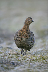 Black grouse, Tetrao tetrix