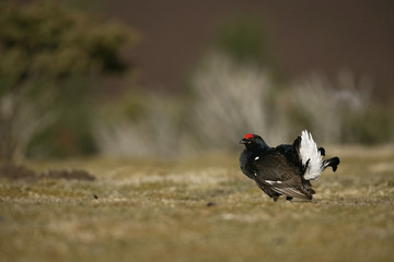 Black grouse, Tetrao tetrix