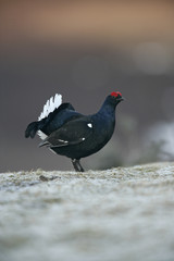 Black grouse, Tetrao tetrix